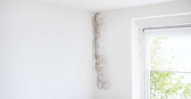 Forensic Mold Investigation in Manchester, IA