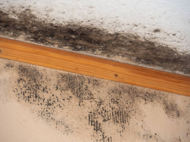 Best Industrial Mold Remediation  in Manchester, IA
