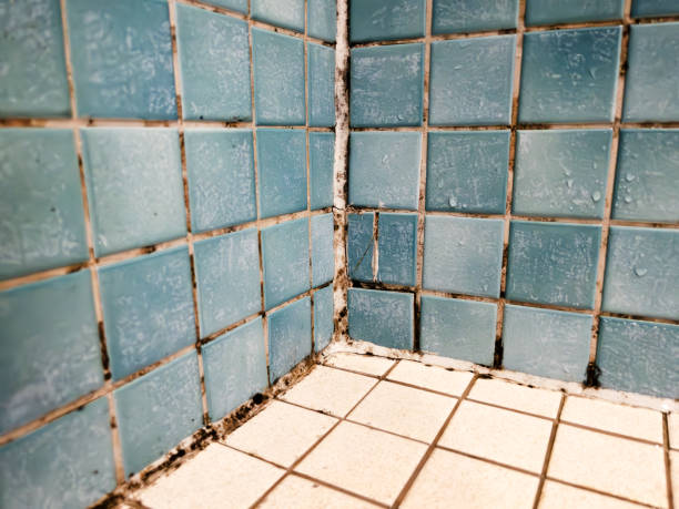 Best Air Quality Testing for Mold Spores  in Manchester, IA