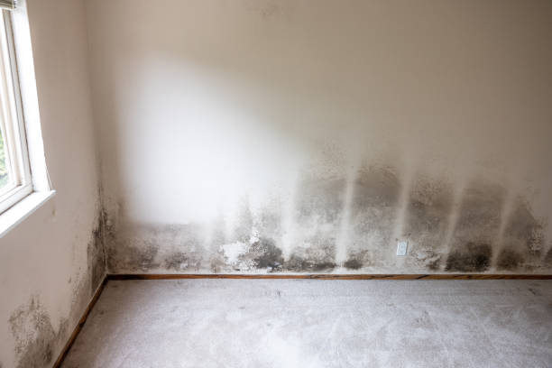 Best Environmental Consulting for Mold Prevention  in Manchester, IA