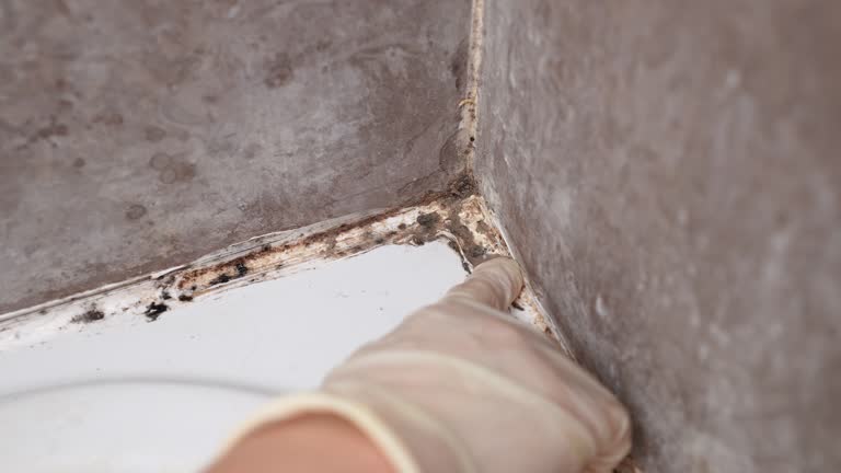 Best Crawl Space Mold Remediation  in Manchester, IA