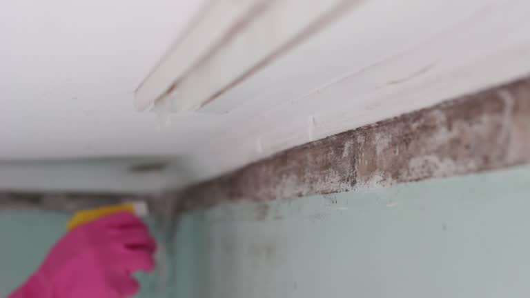 Best Mold Documentation for Insurance Claims  in Manchester, IA